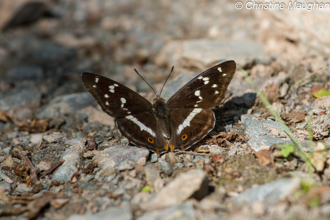 Purple Emperor