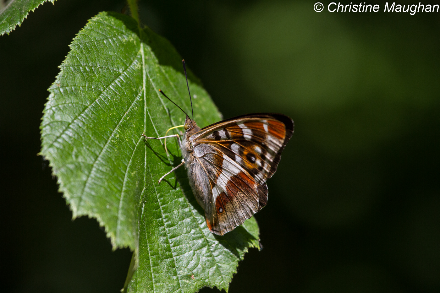 Purple Emperor