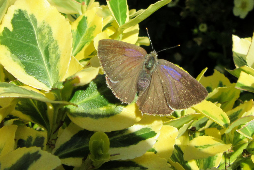 Purple Hairstreak