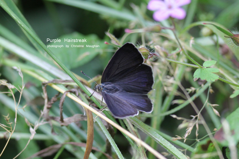 Purple Hairstreak