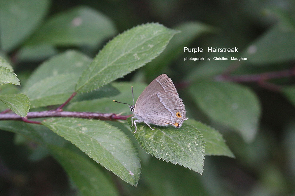 Purple Hairstreak