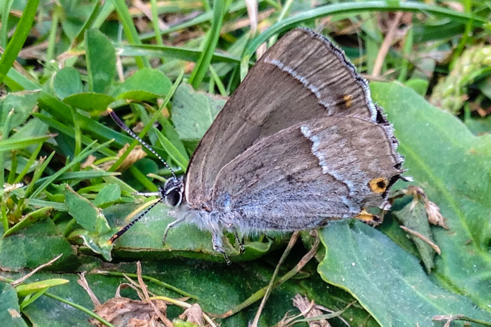 Purple Hairstreak