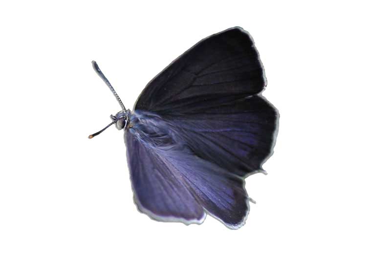 Purple Hairstreak