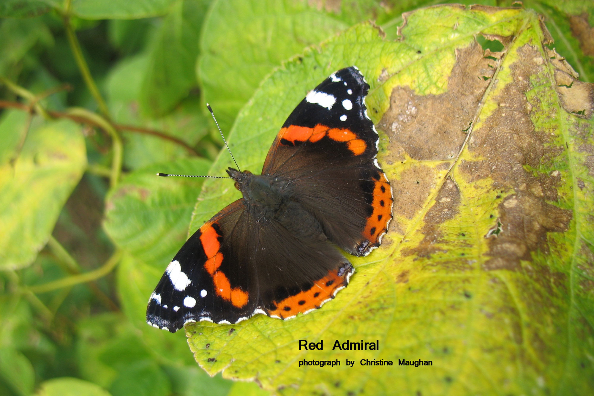 Red Admiral