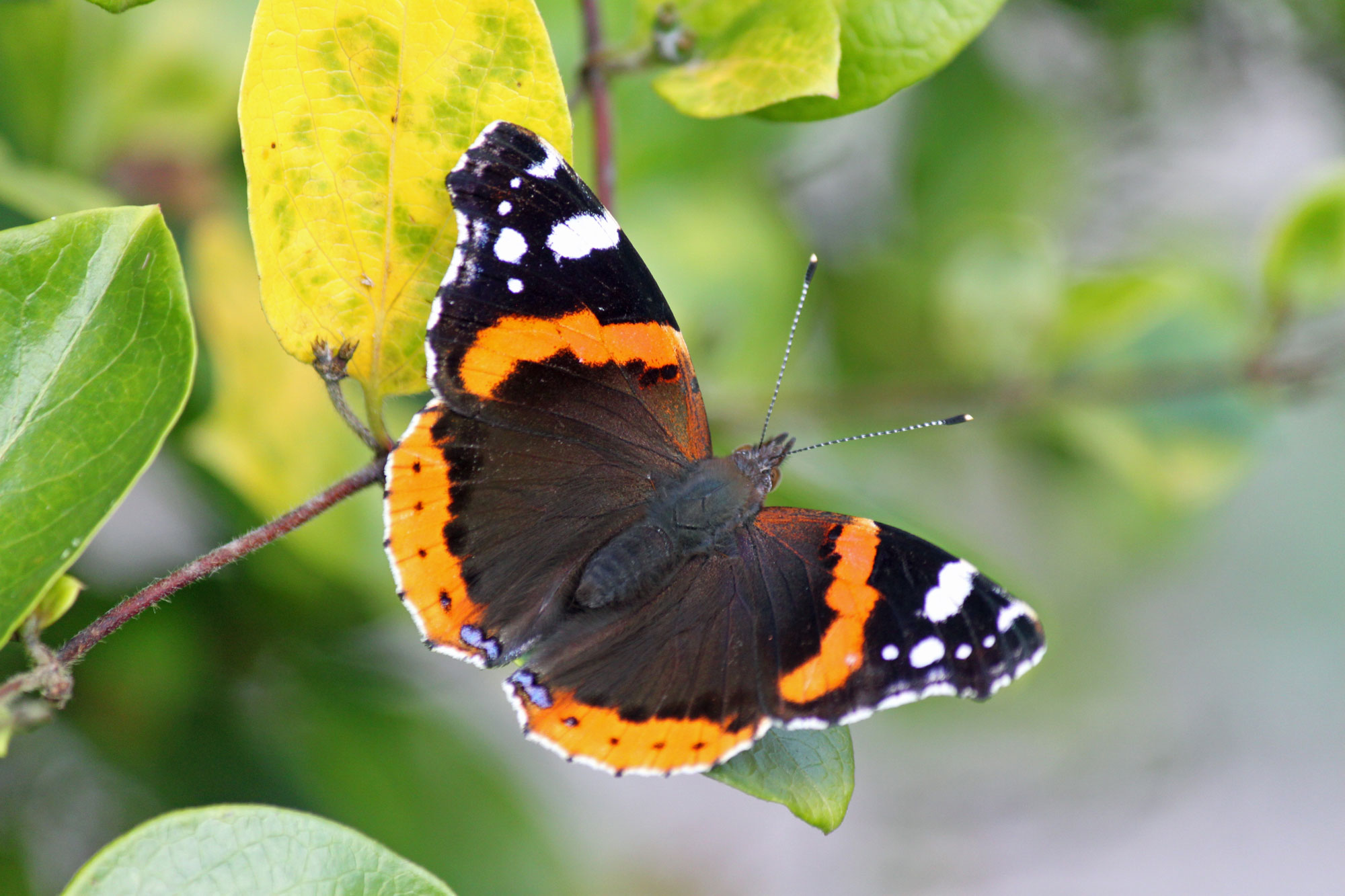 Red Admiral
