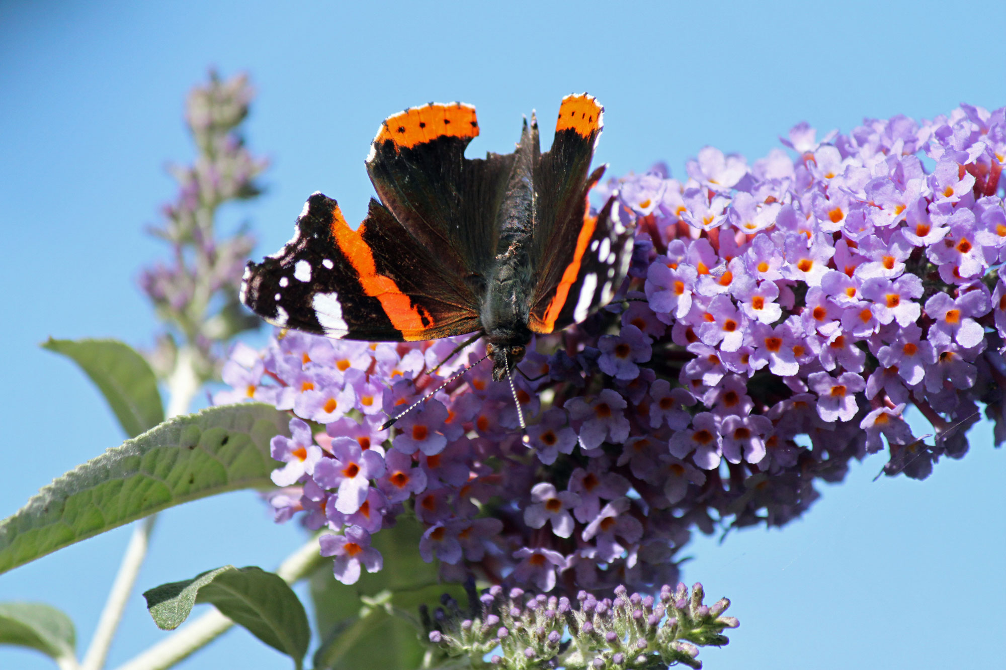 Red Admiral