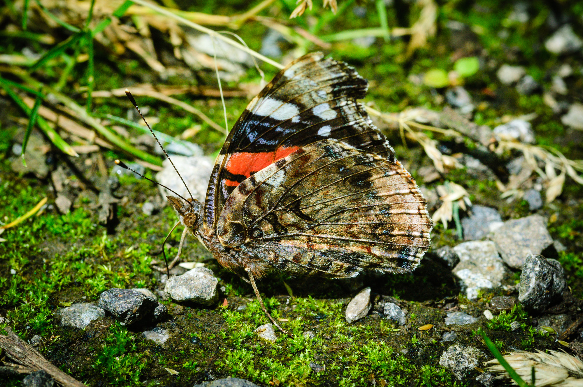 Red Admiral