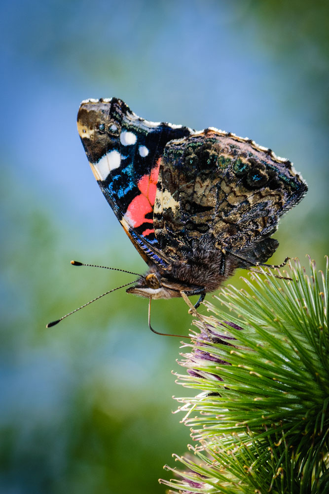 Red Admiral