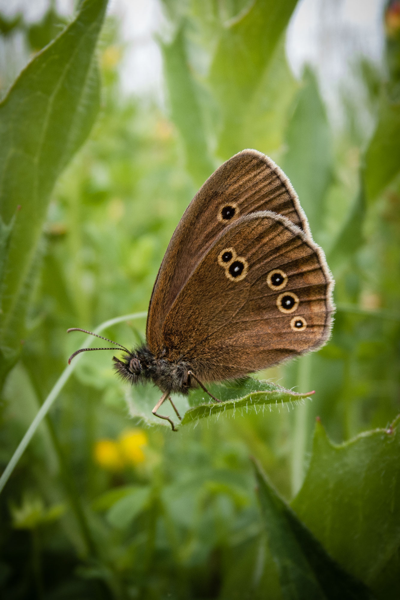 Ringlet