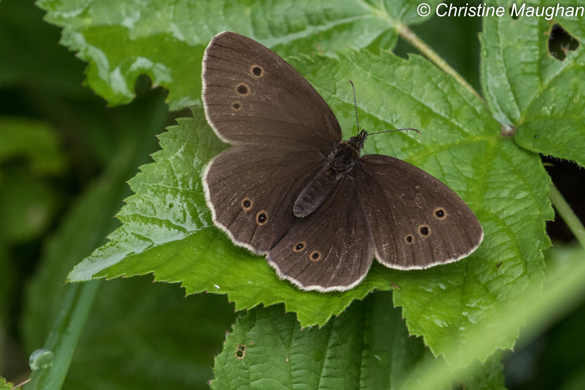 Ringlet