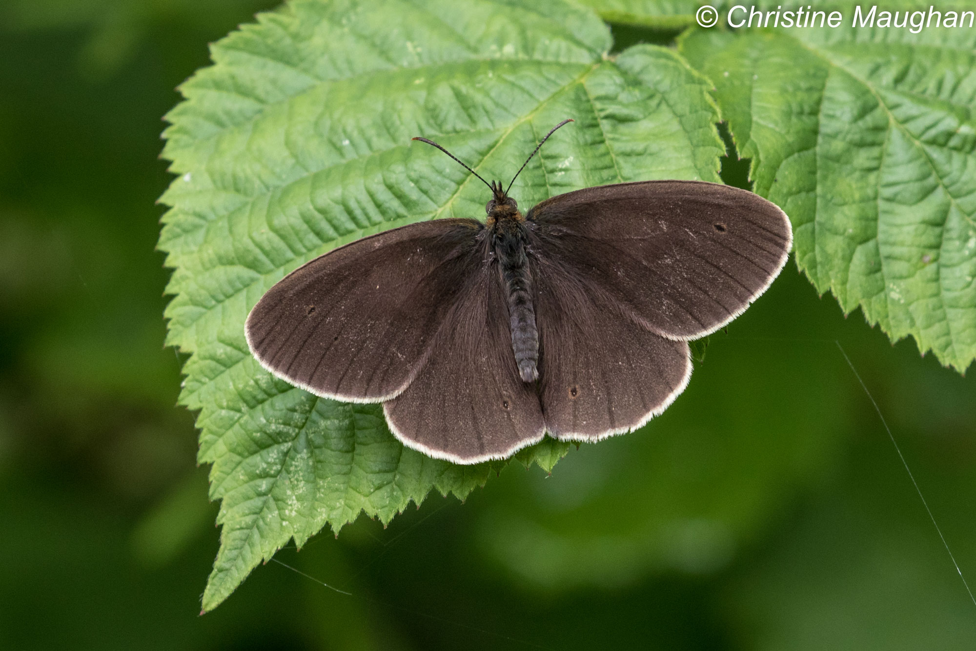 Ringlet