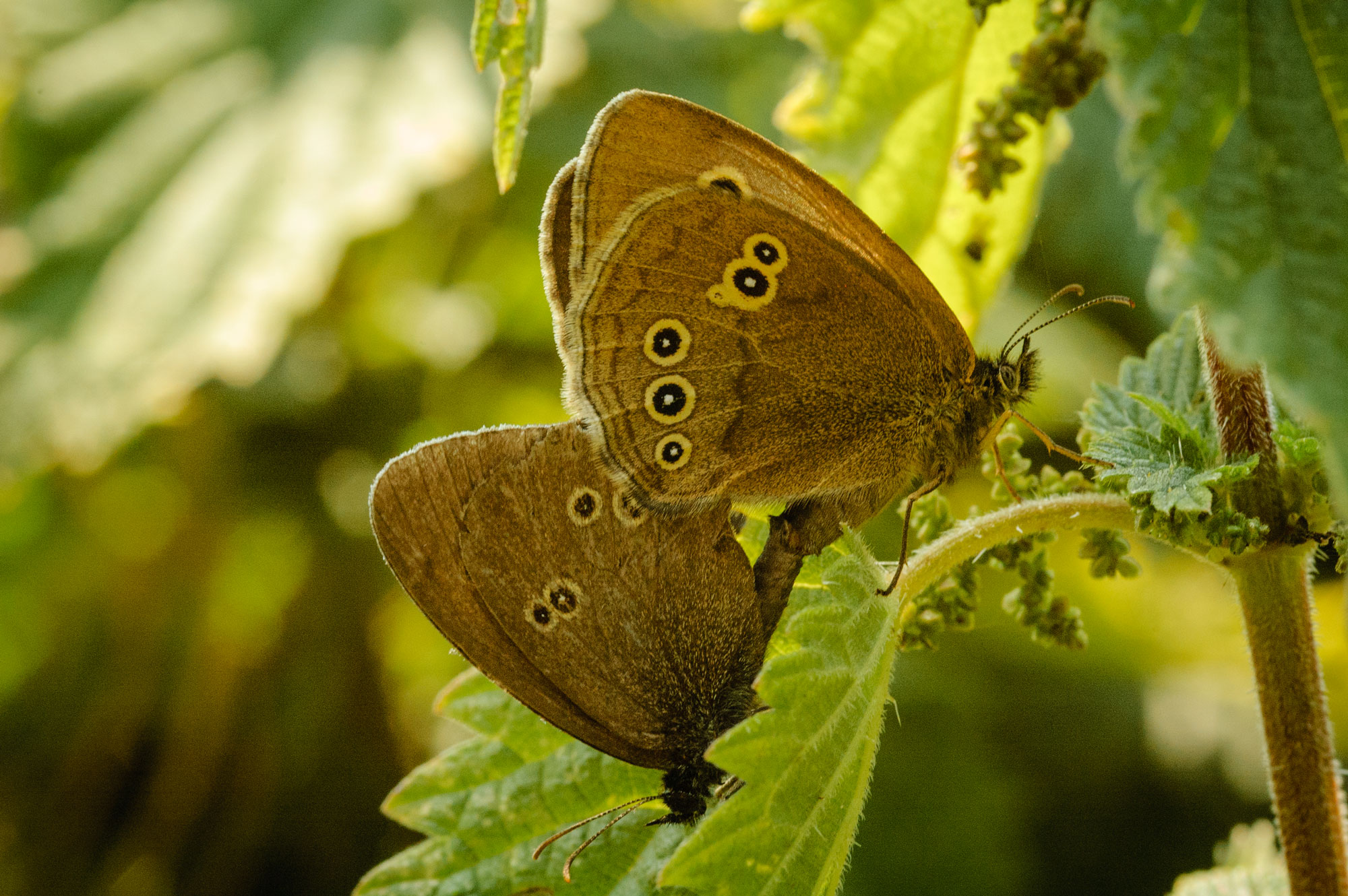 Ringlet