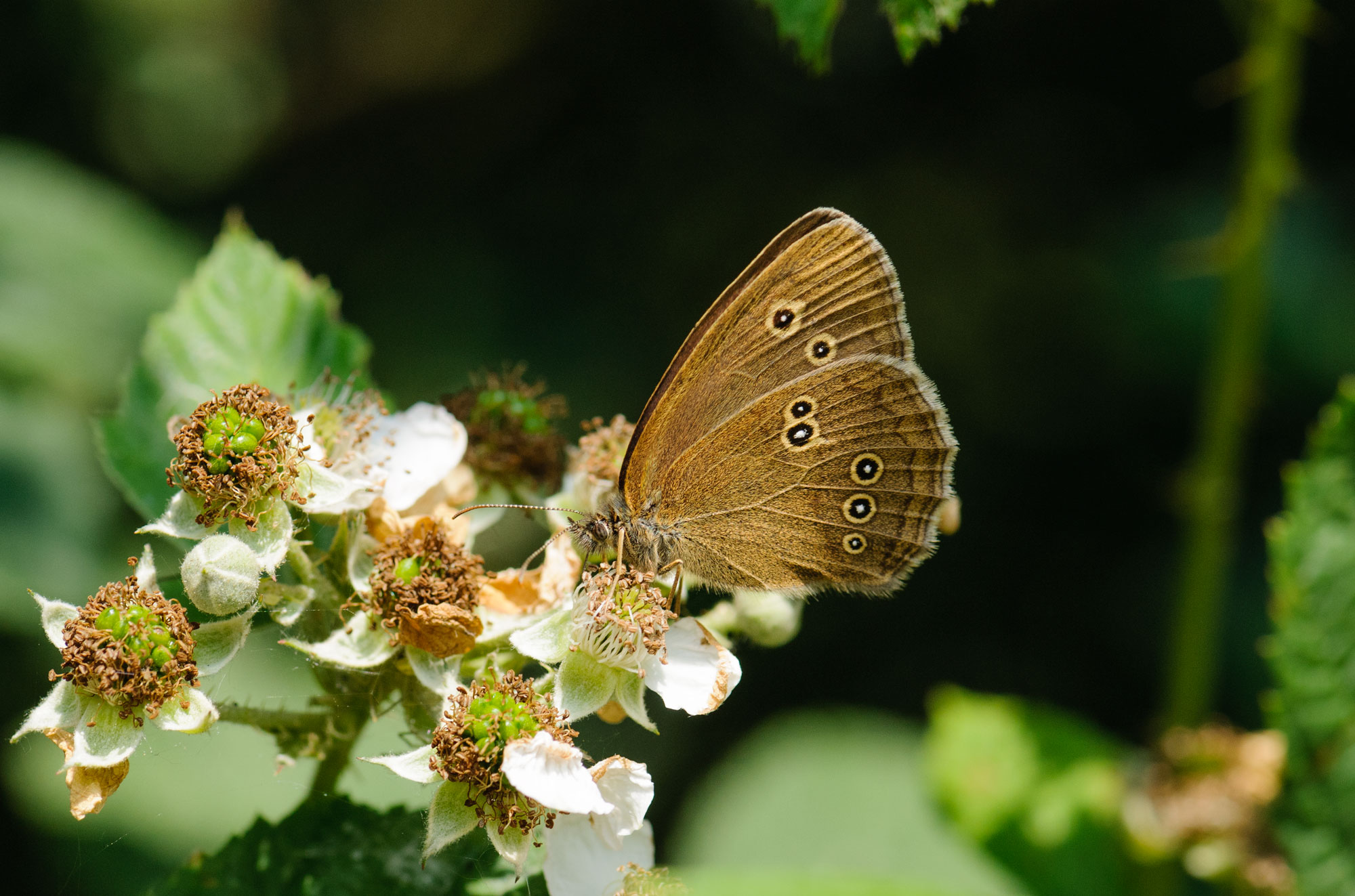 Ringlet