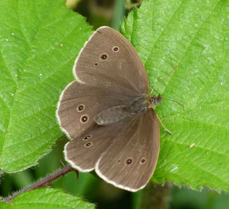 Ringlet