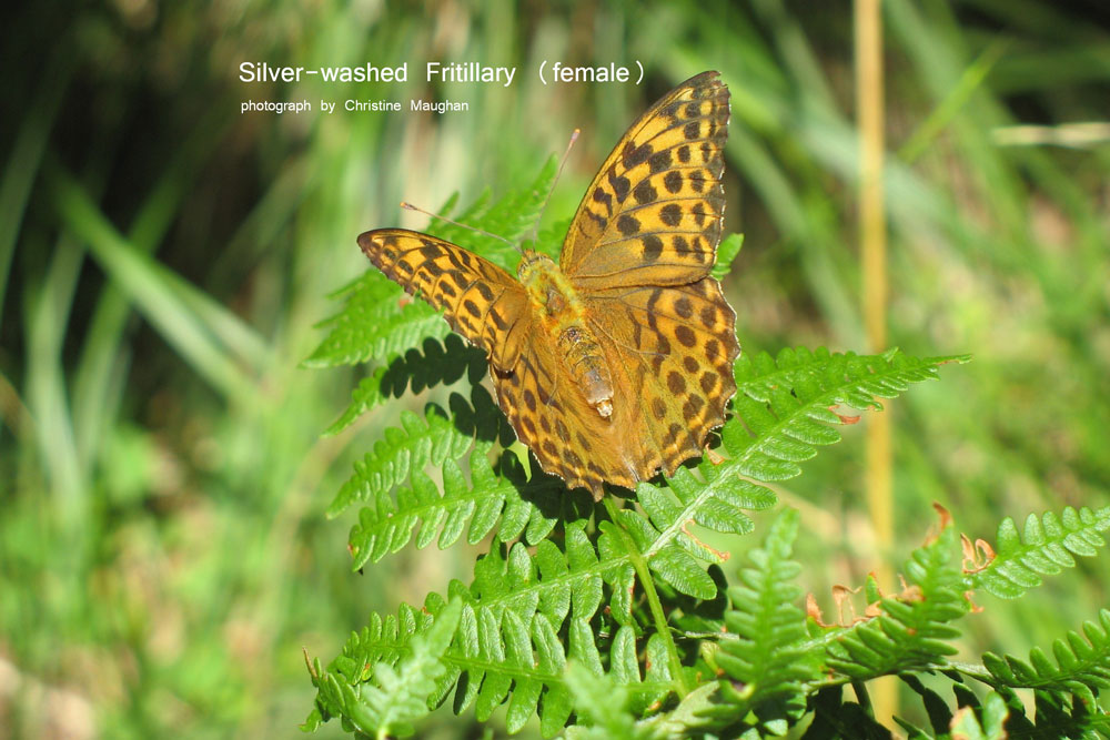 Silver-washed Fritillary