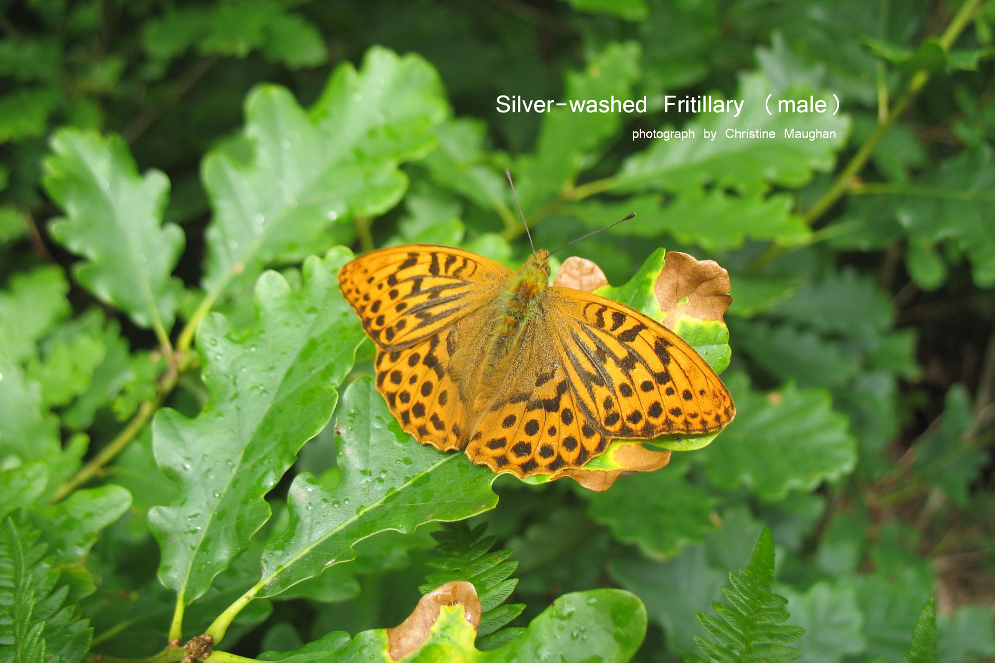 Silver-washed Fritilary