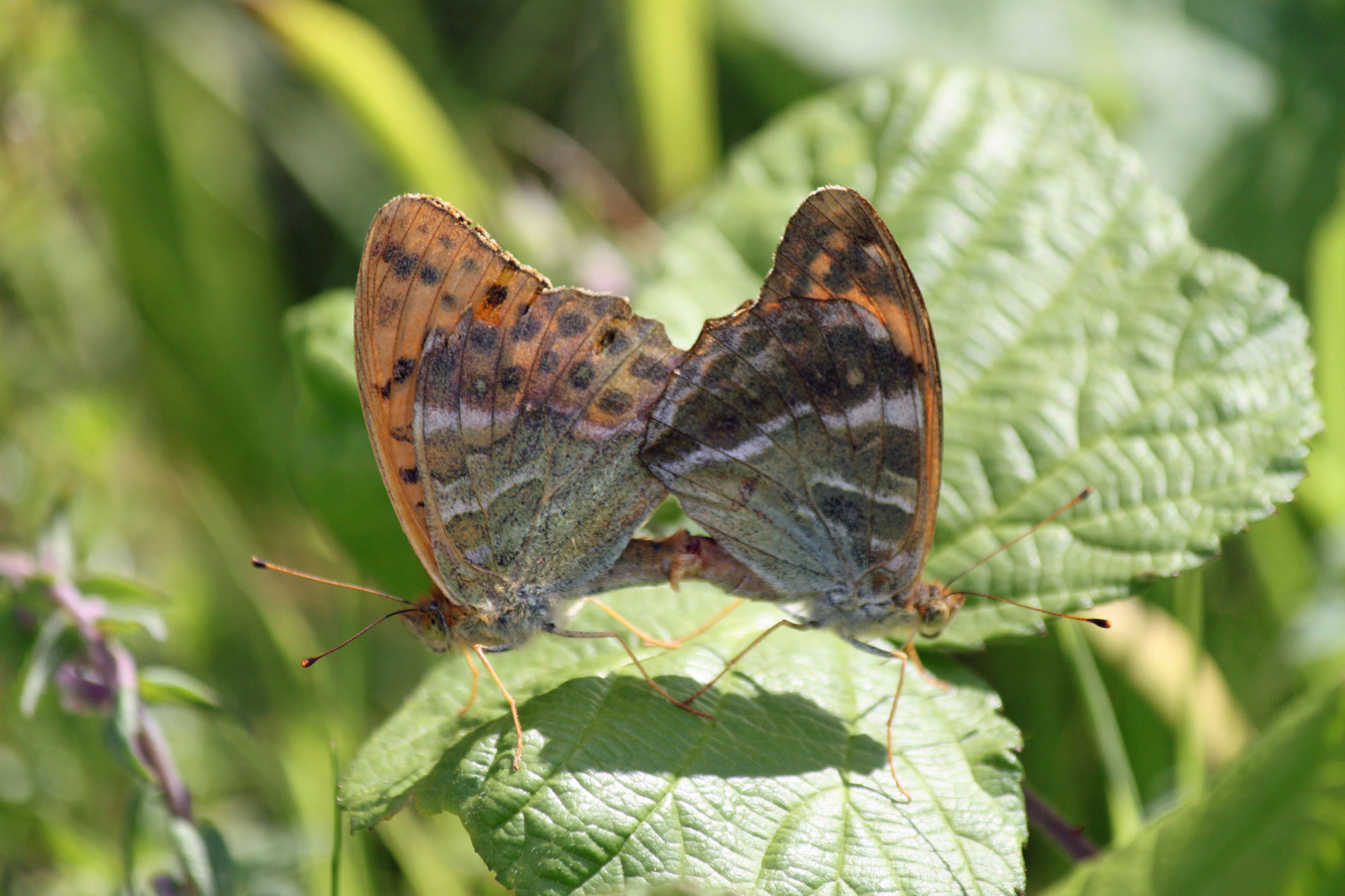 Silver-washed Fritilary