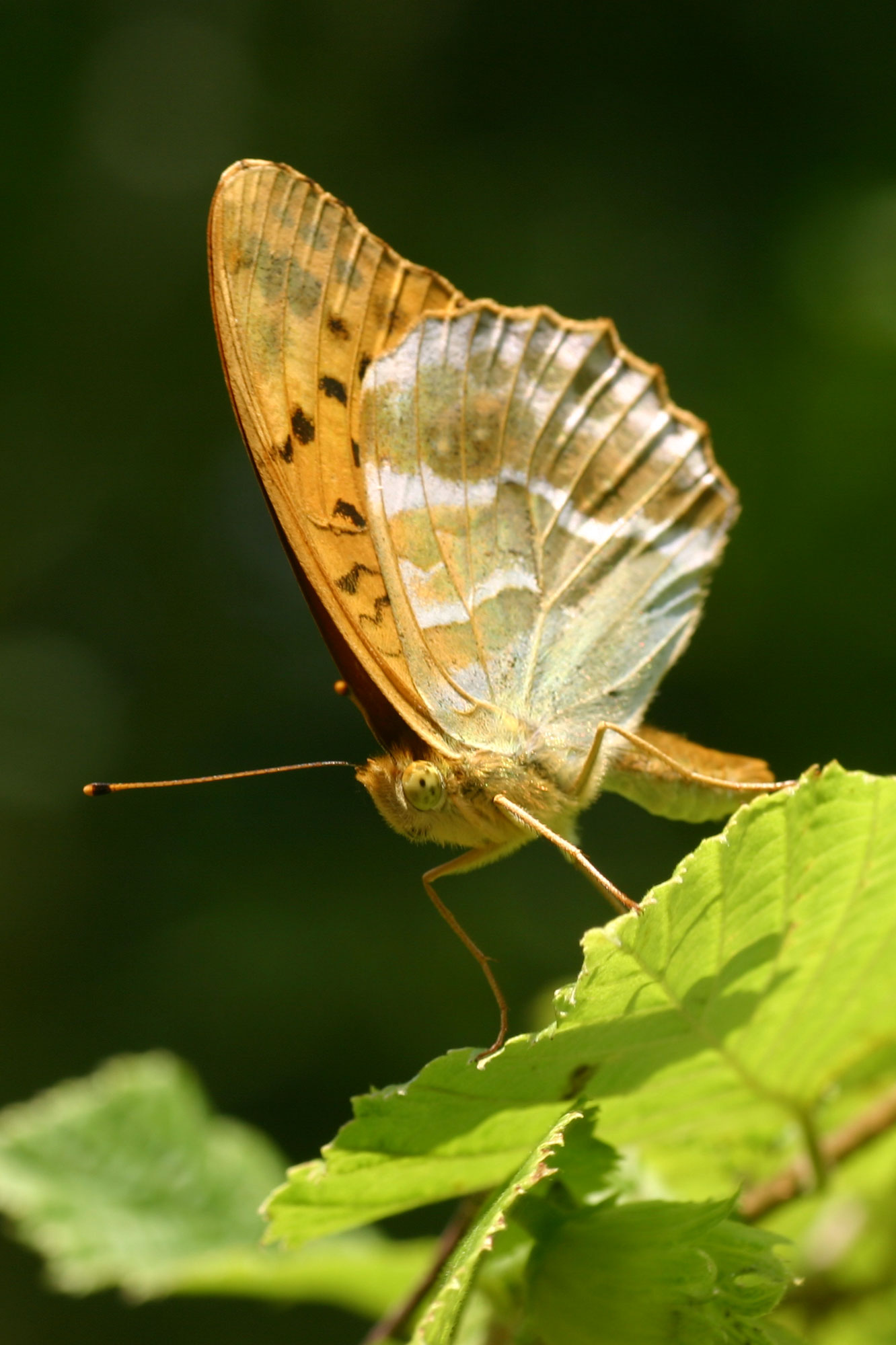 Silver-washed Fritilary