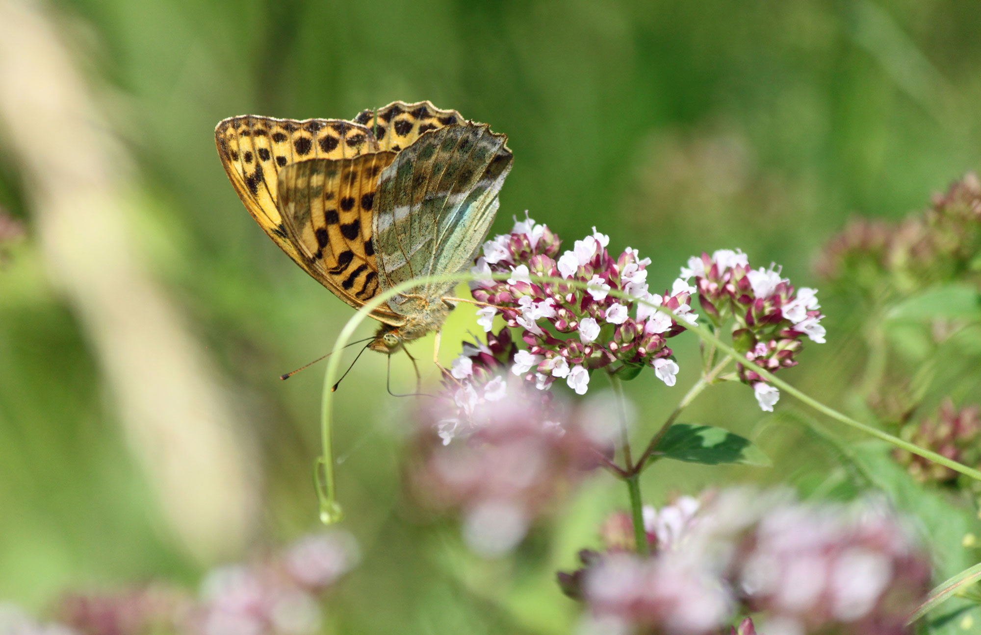 Silver-washed Fritilary