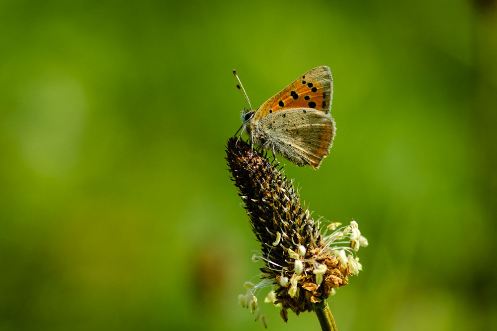 Small Copper