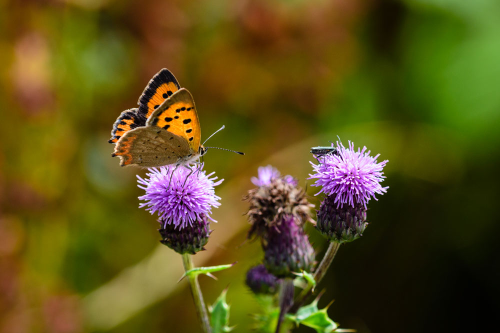 Small Copper
