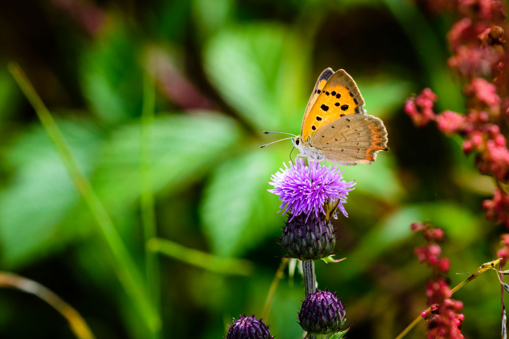 Small Copper