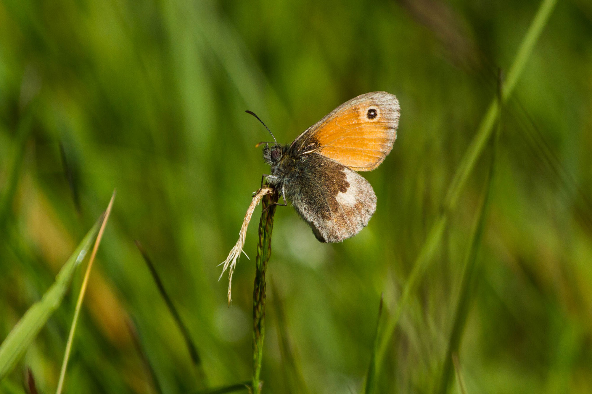 Small Heath
