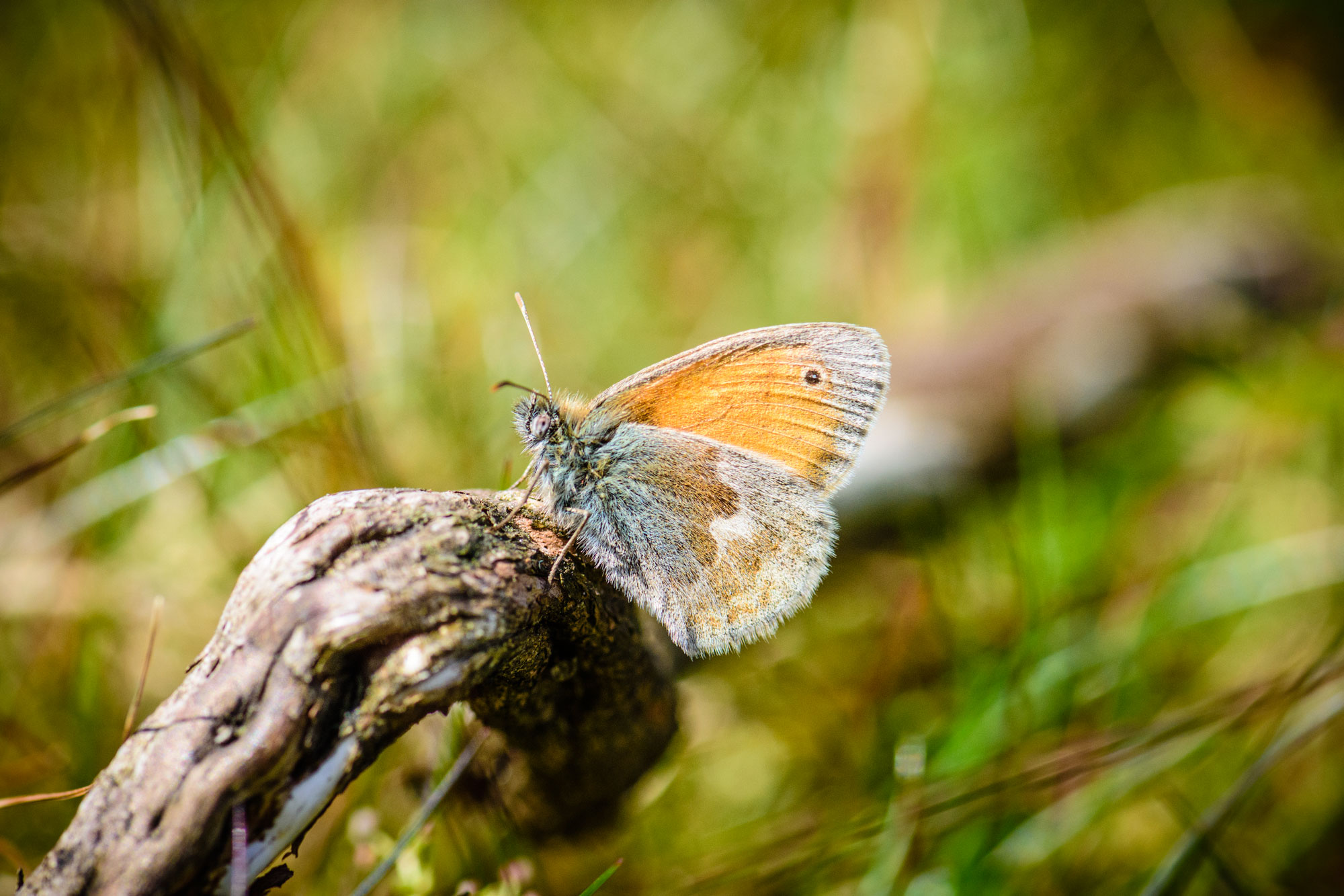 Small Heath