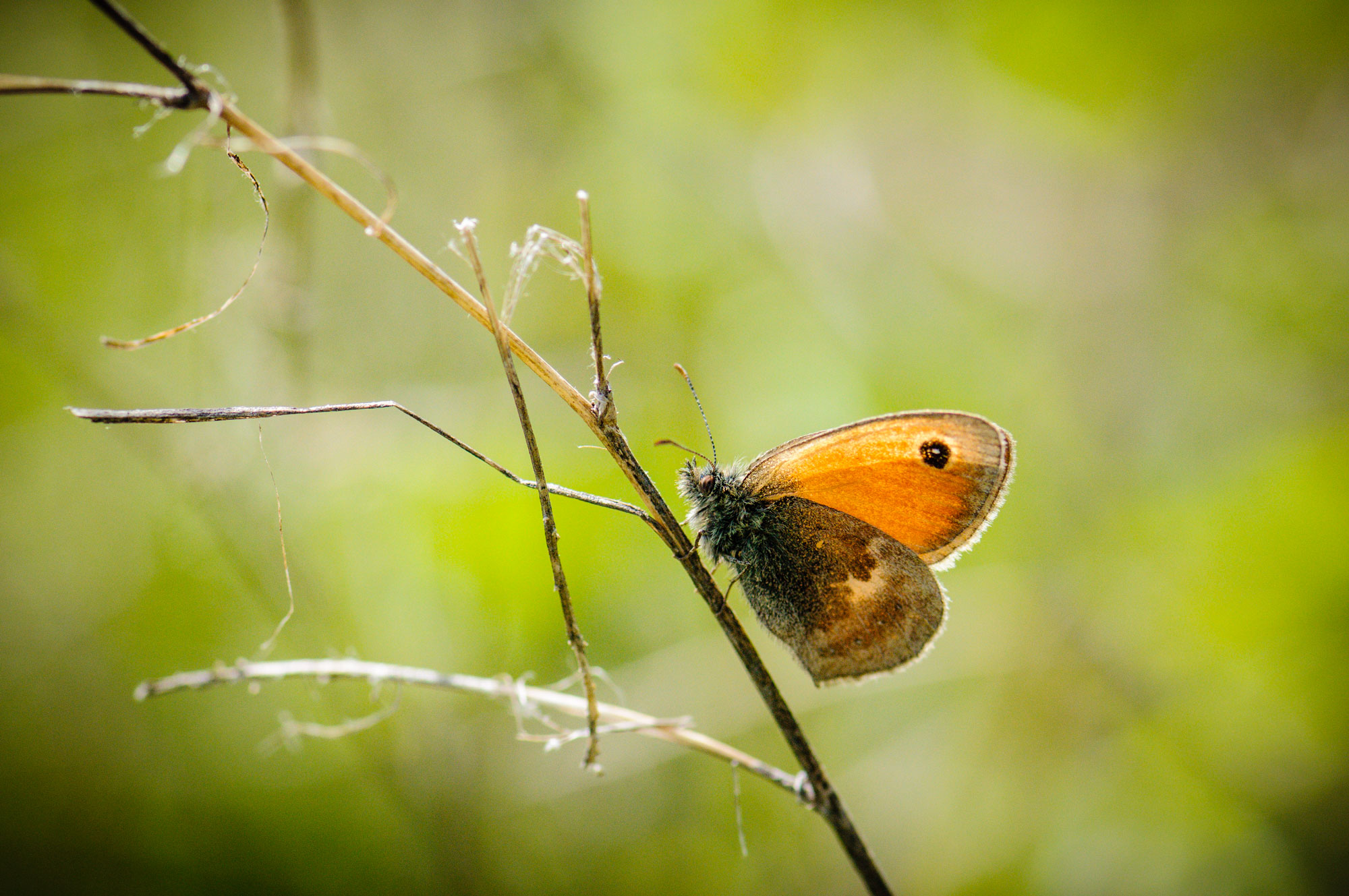 Small Heath