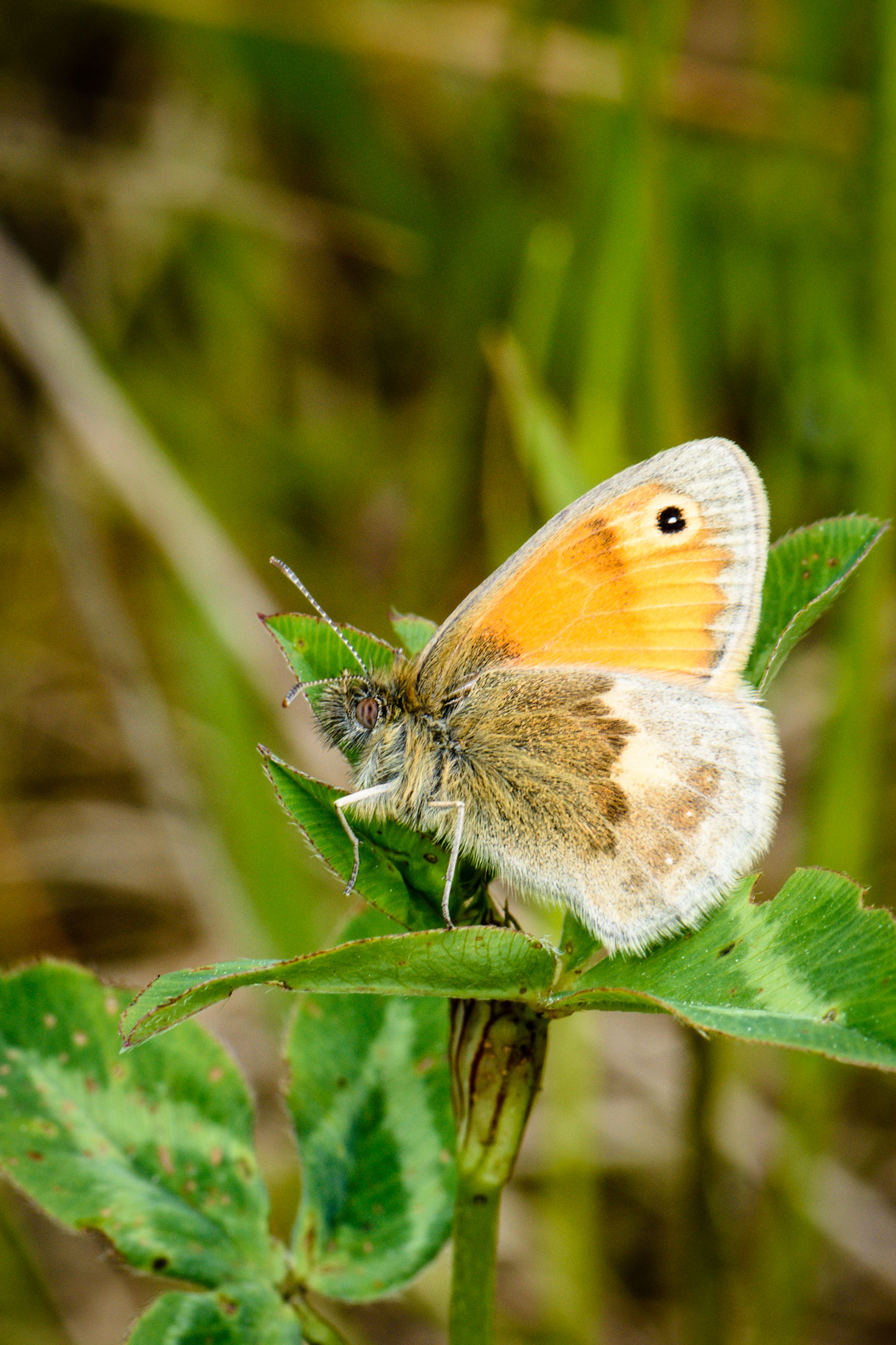 Small Heath