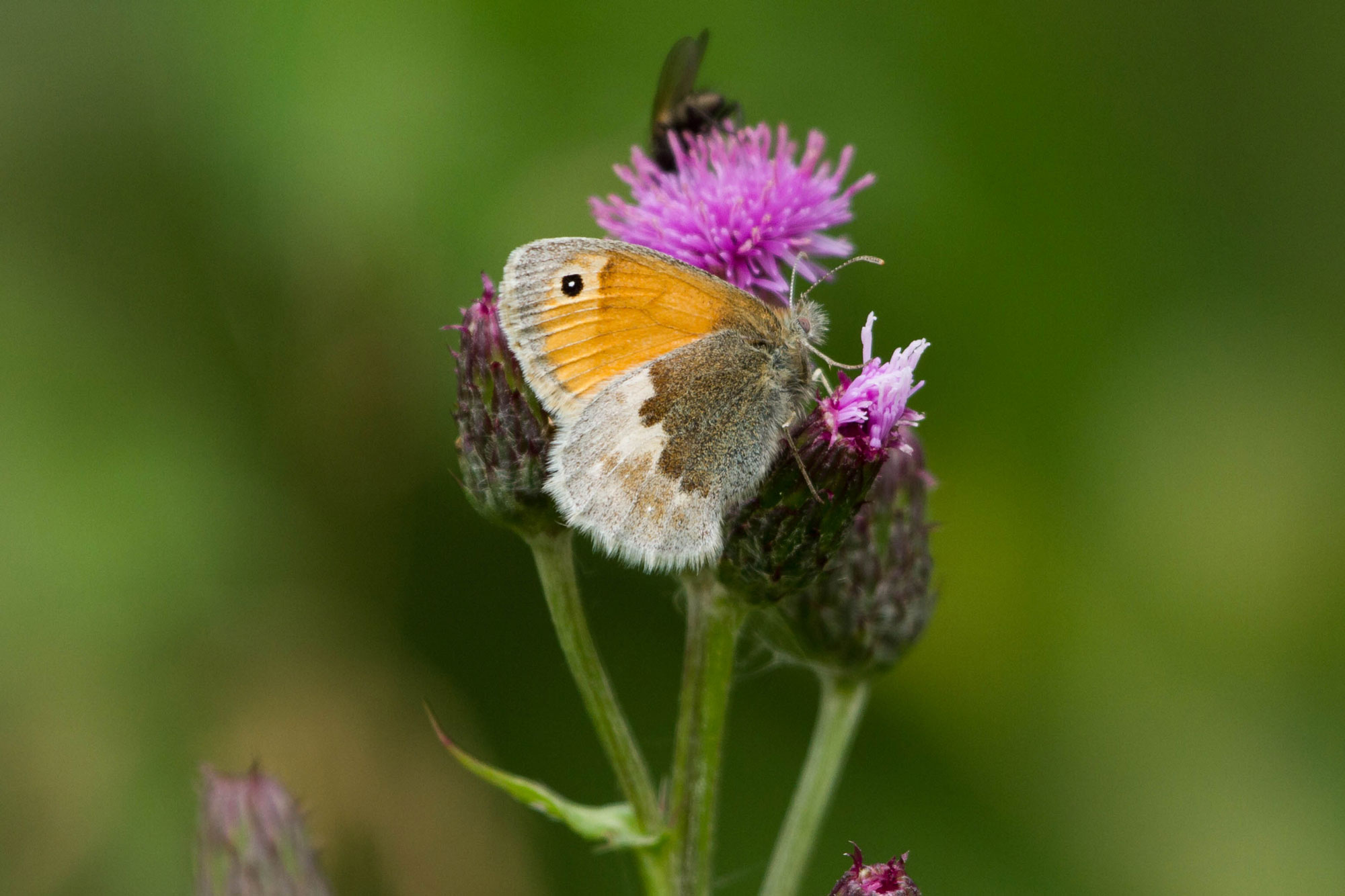 Small Heath