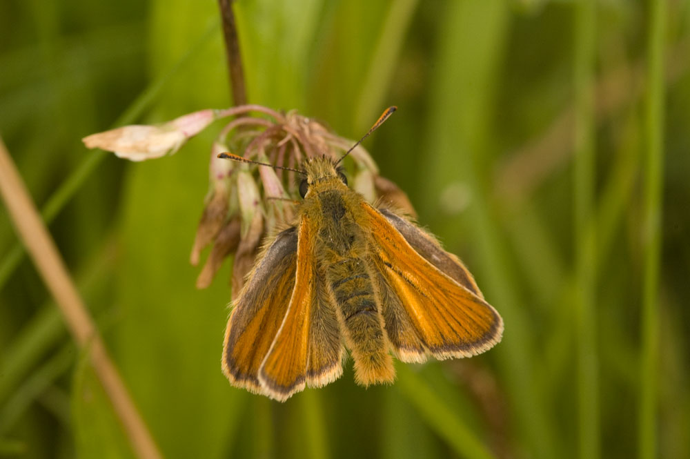 Small Skipper