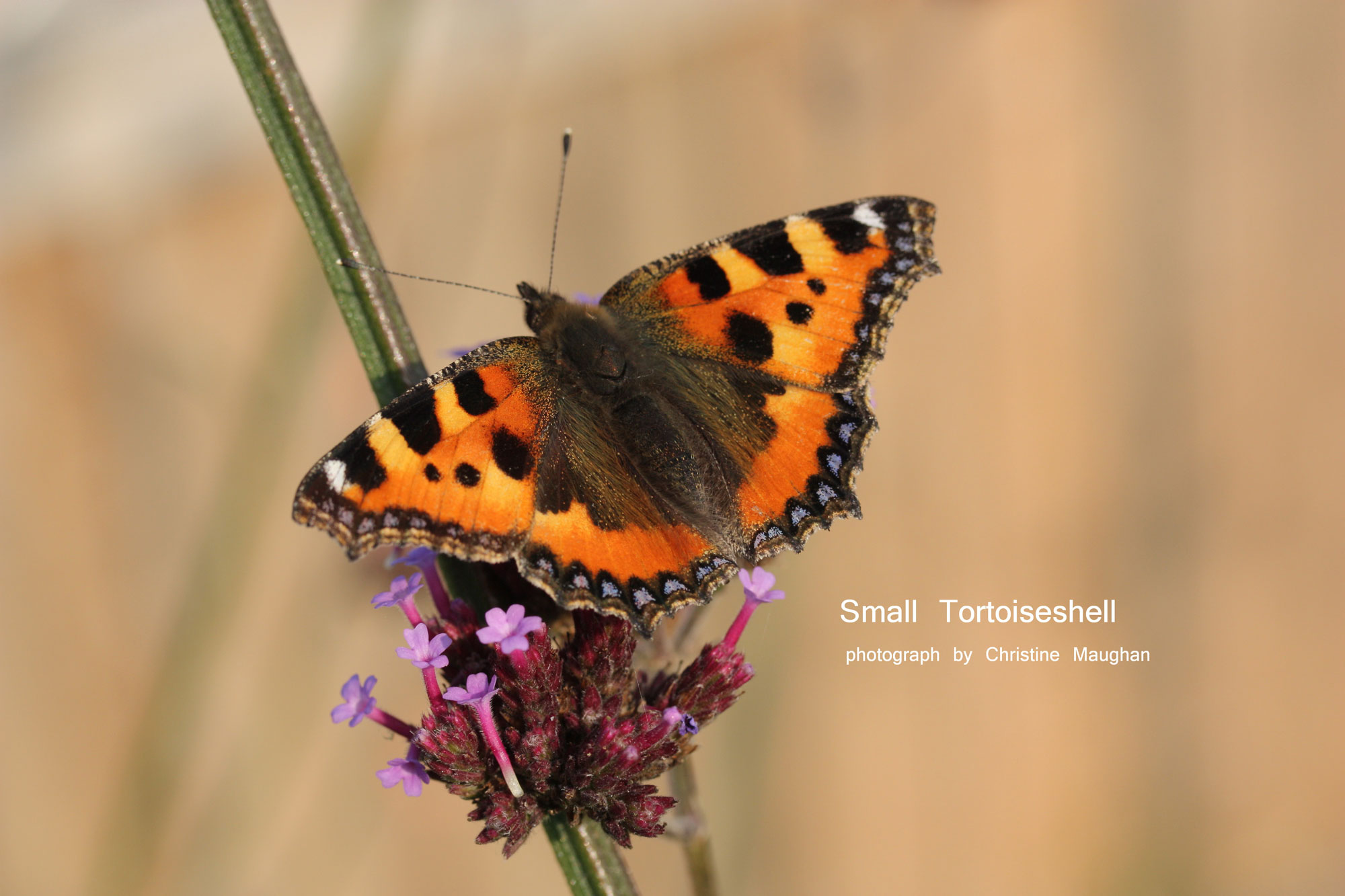 Small Tortoiseshell