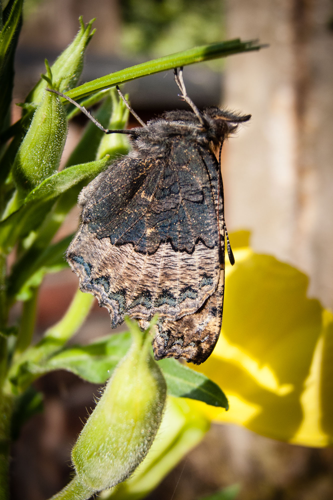 Small Tortoiseshell