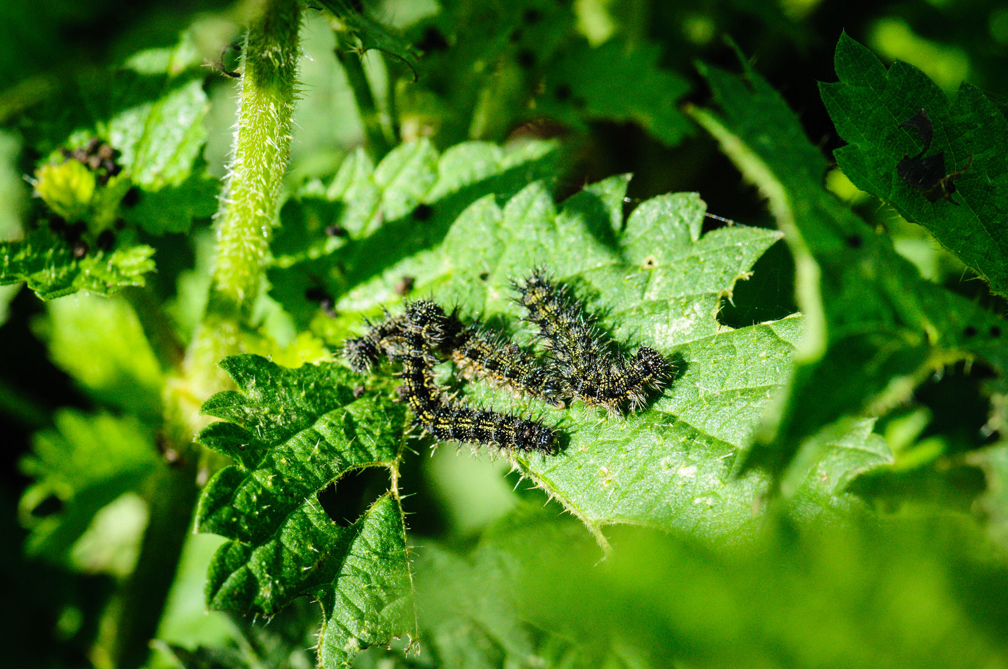 Small Tortoiseshell