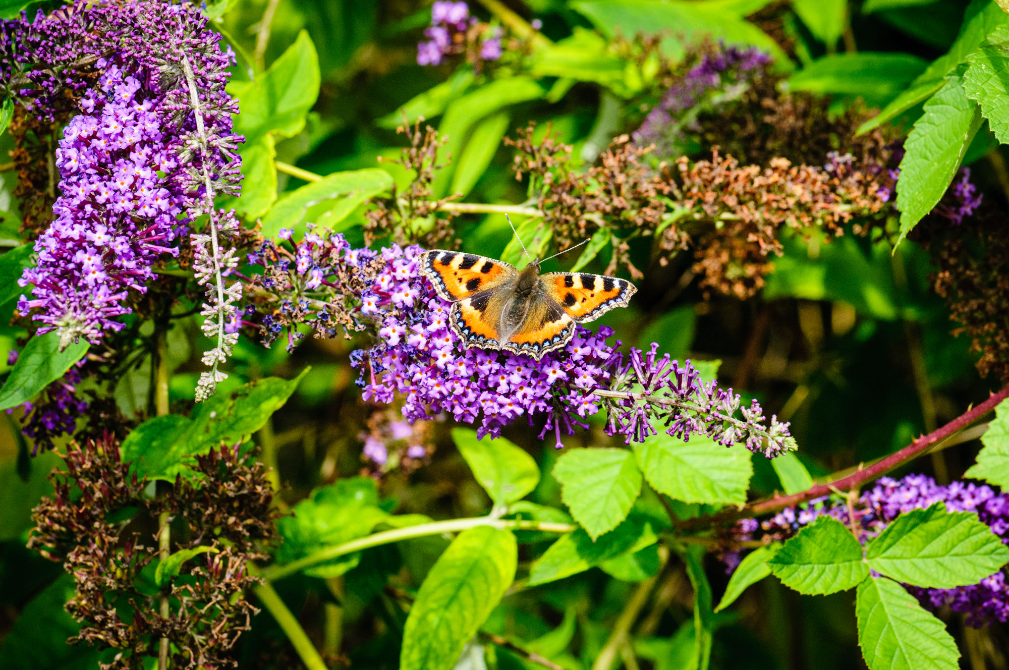 Small Tortoiseshell
