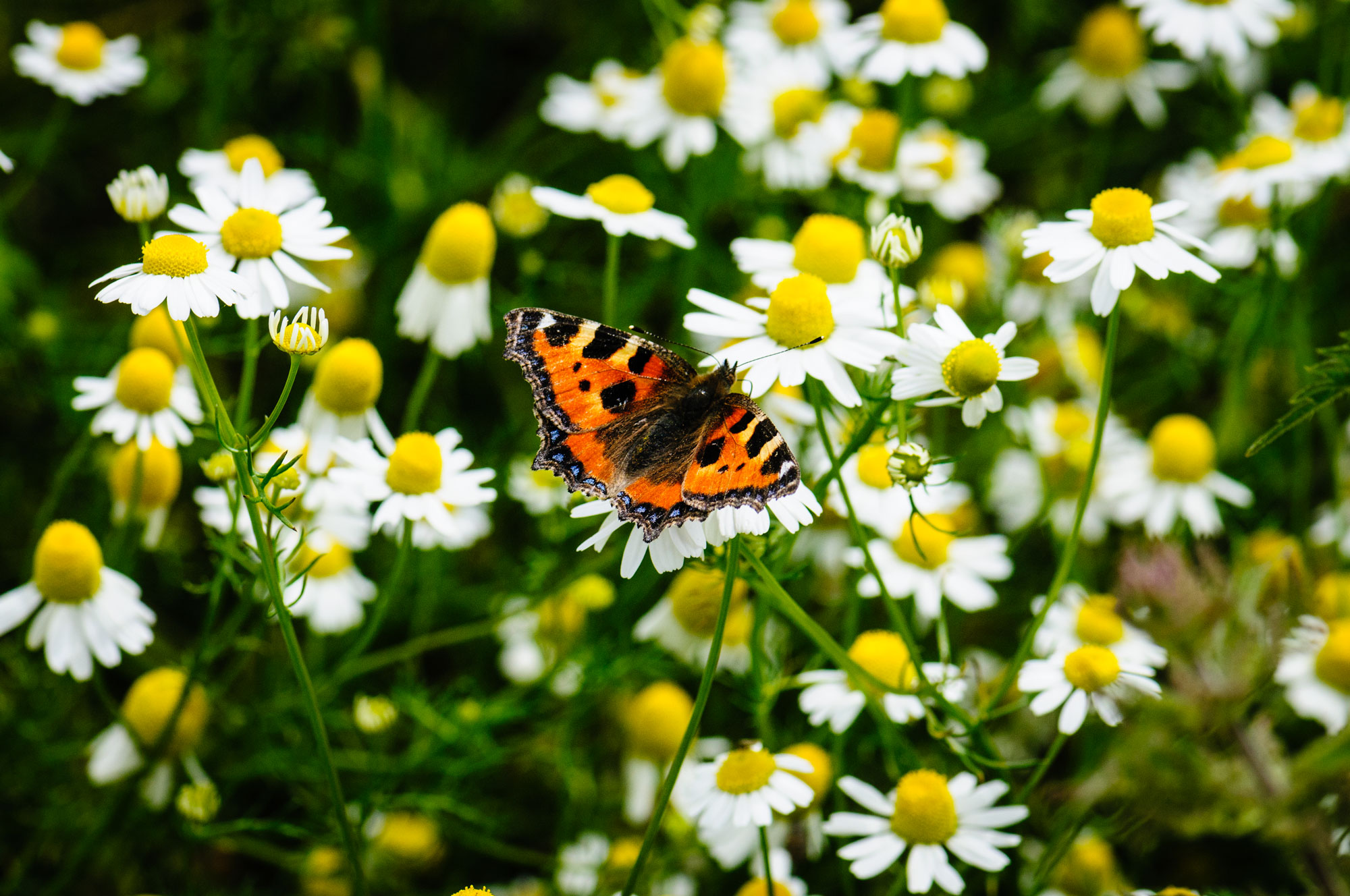Small Tortoiseshell