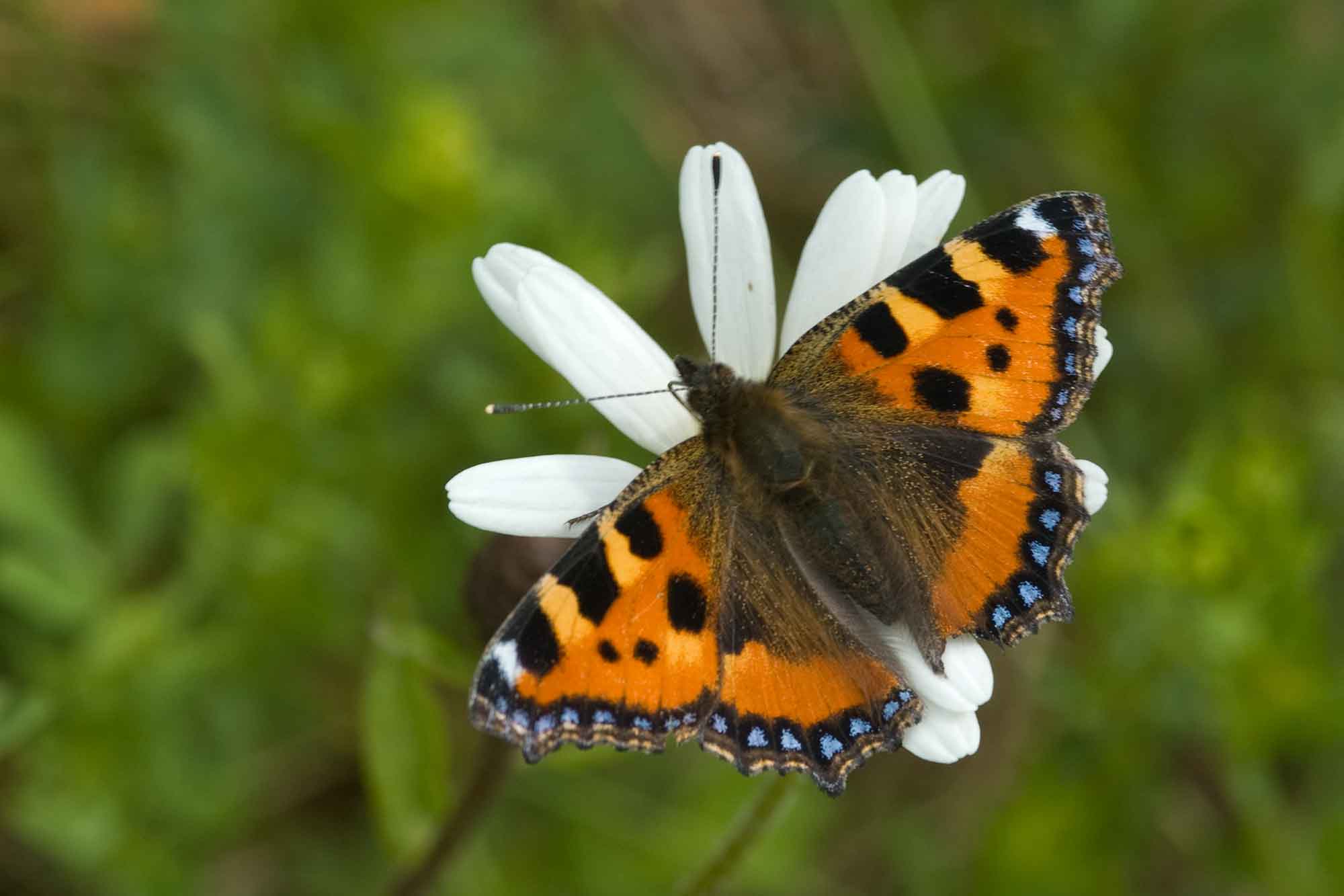 Small Tortoiseshell