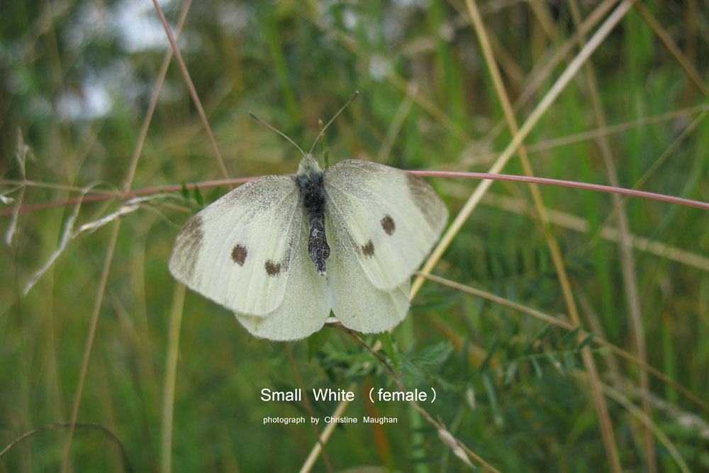 image of Small White