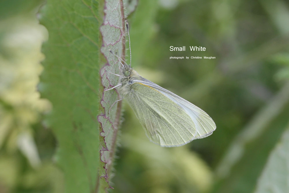 Large White