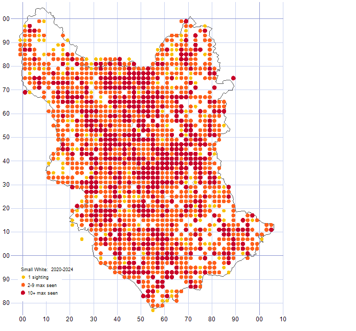 Small White distribution map 2020-24