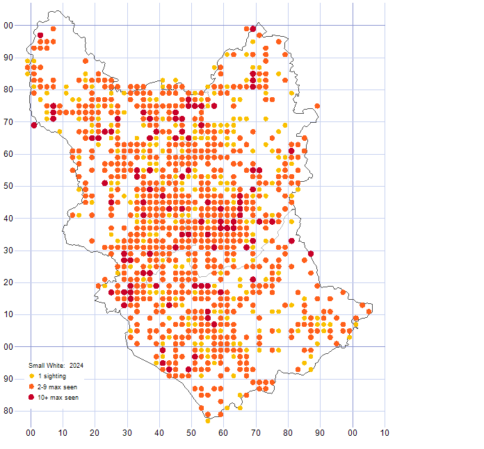 Small White distribution map 2024