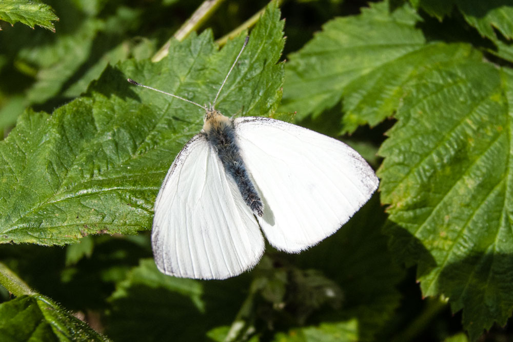 Large White