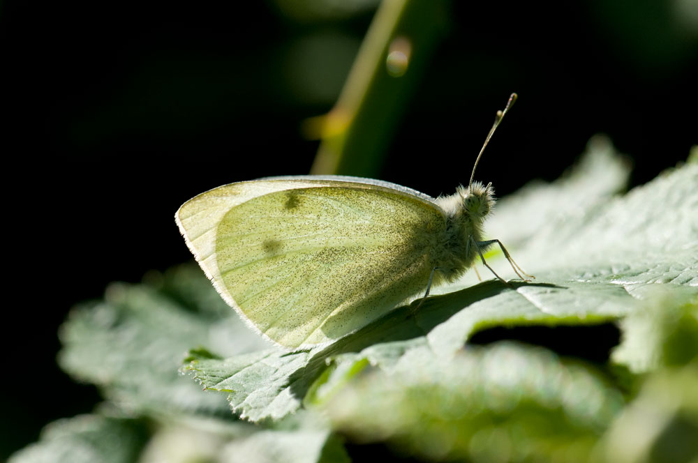 Large White