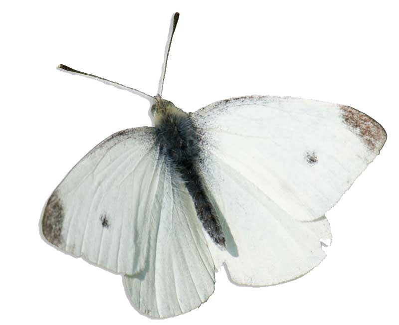 Small White