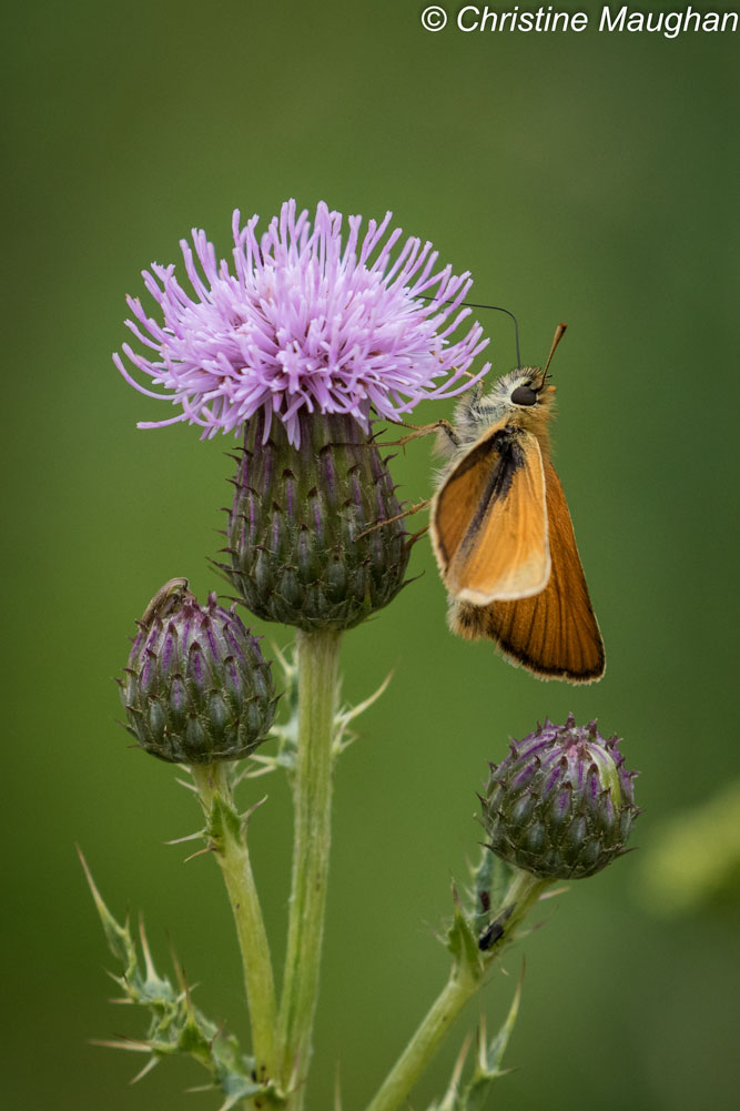 Small Skipper