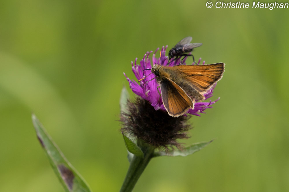 Small Skipper