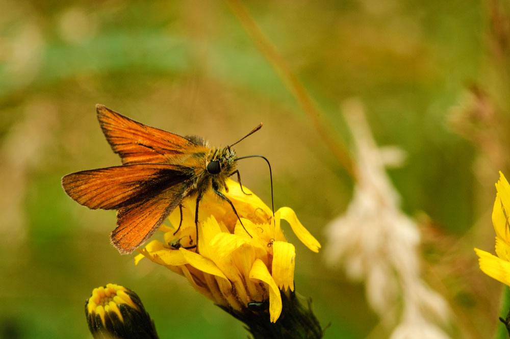 Small Skipper