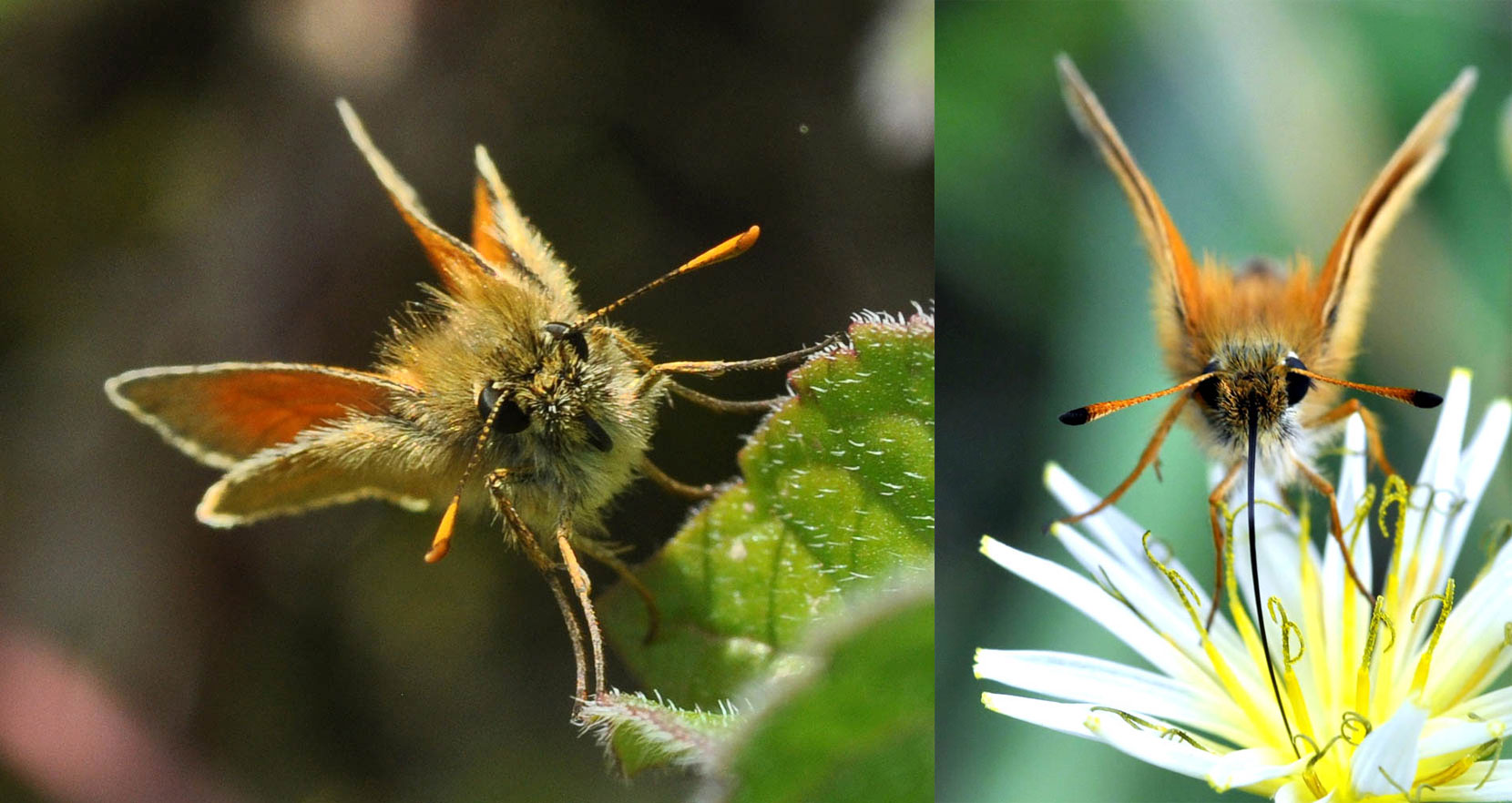 Comparison of Small Skipper and Essex Skipper antennae