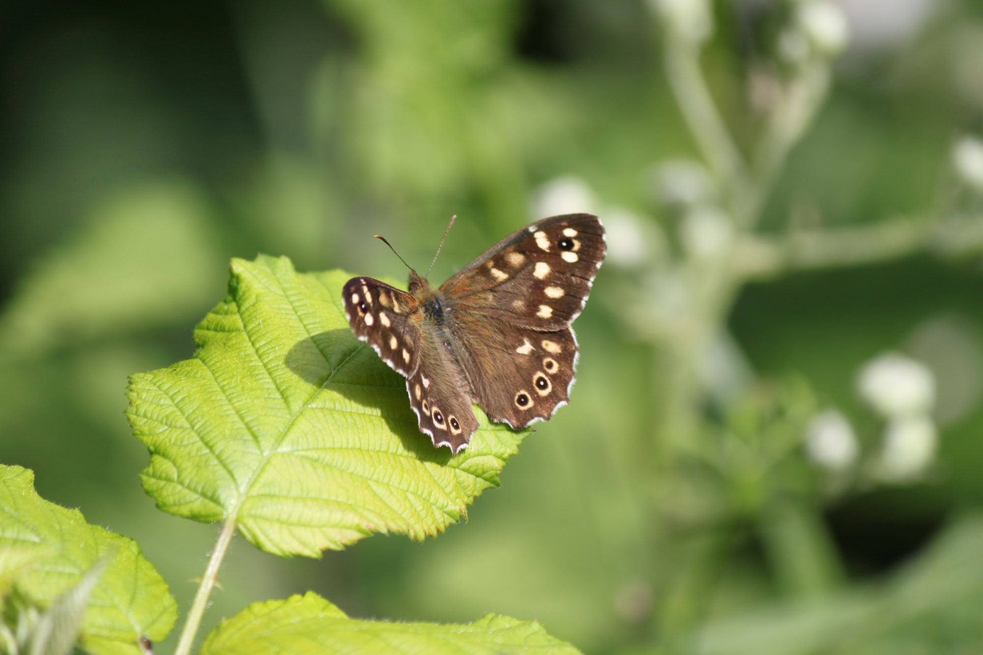 Speckled Wood